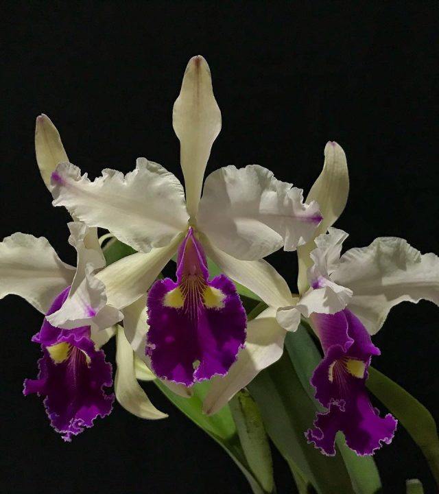 245927843_1488256578223720_816551831605973985_n