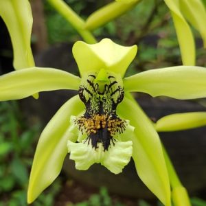 ORQUIDEAVERDE ORQUIDEAVERDE
